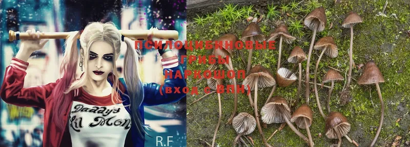 Галлюциногенные грибы MAGIC MUSHROOMS  купить закладку  Мыски 